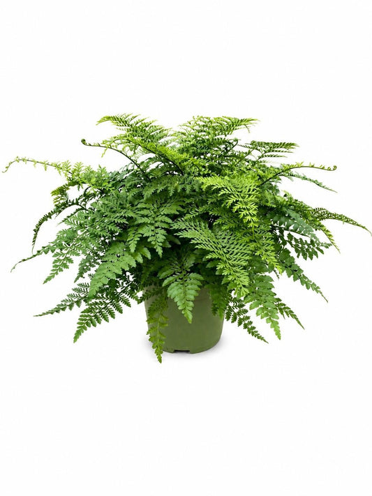 Asplenium Parvati 60cm 27cm Pot