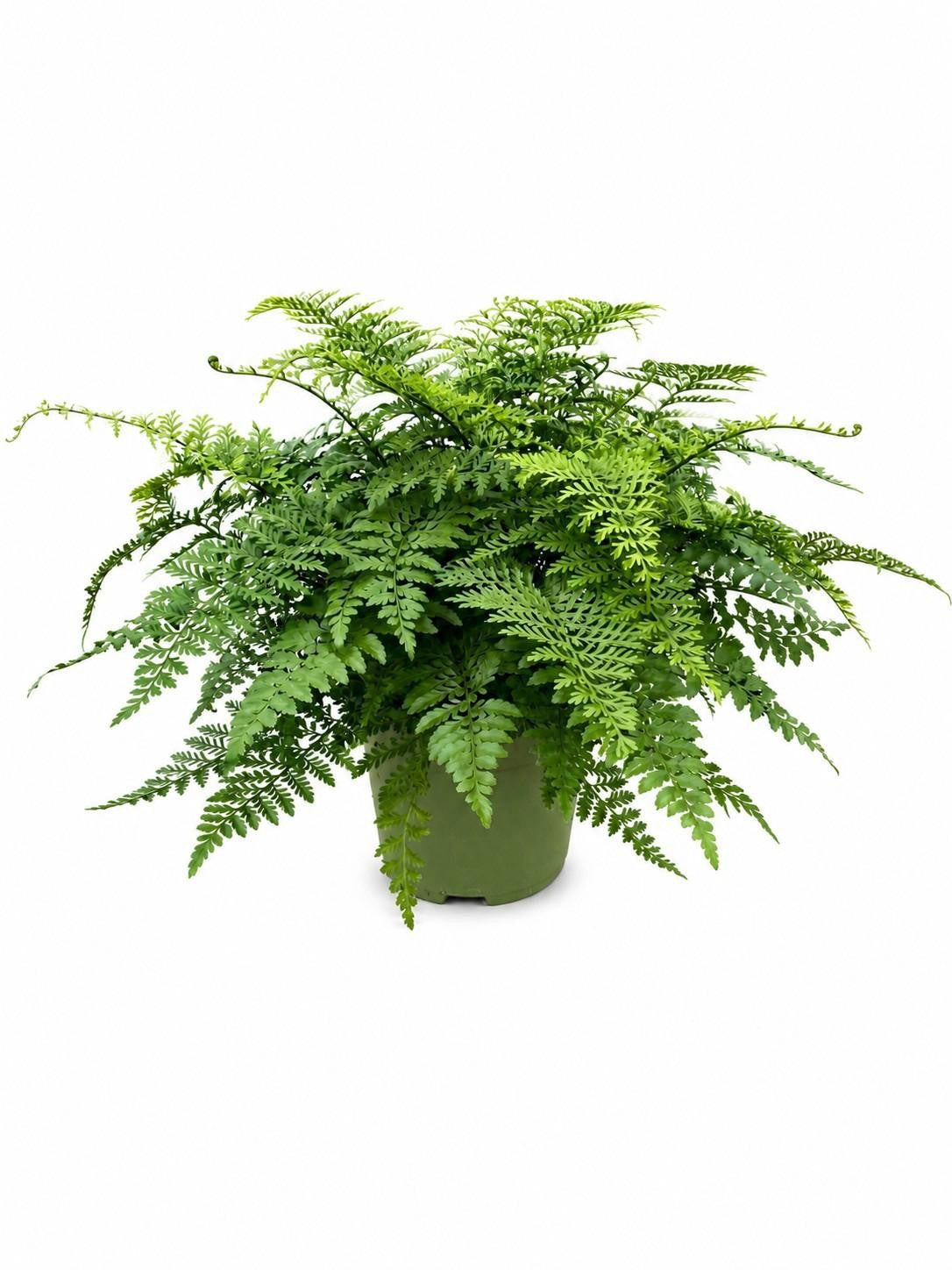 Asplenium Parvati 60cm 27cm Pot