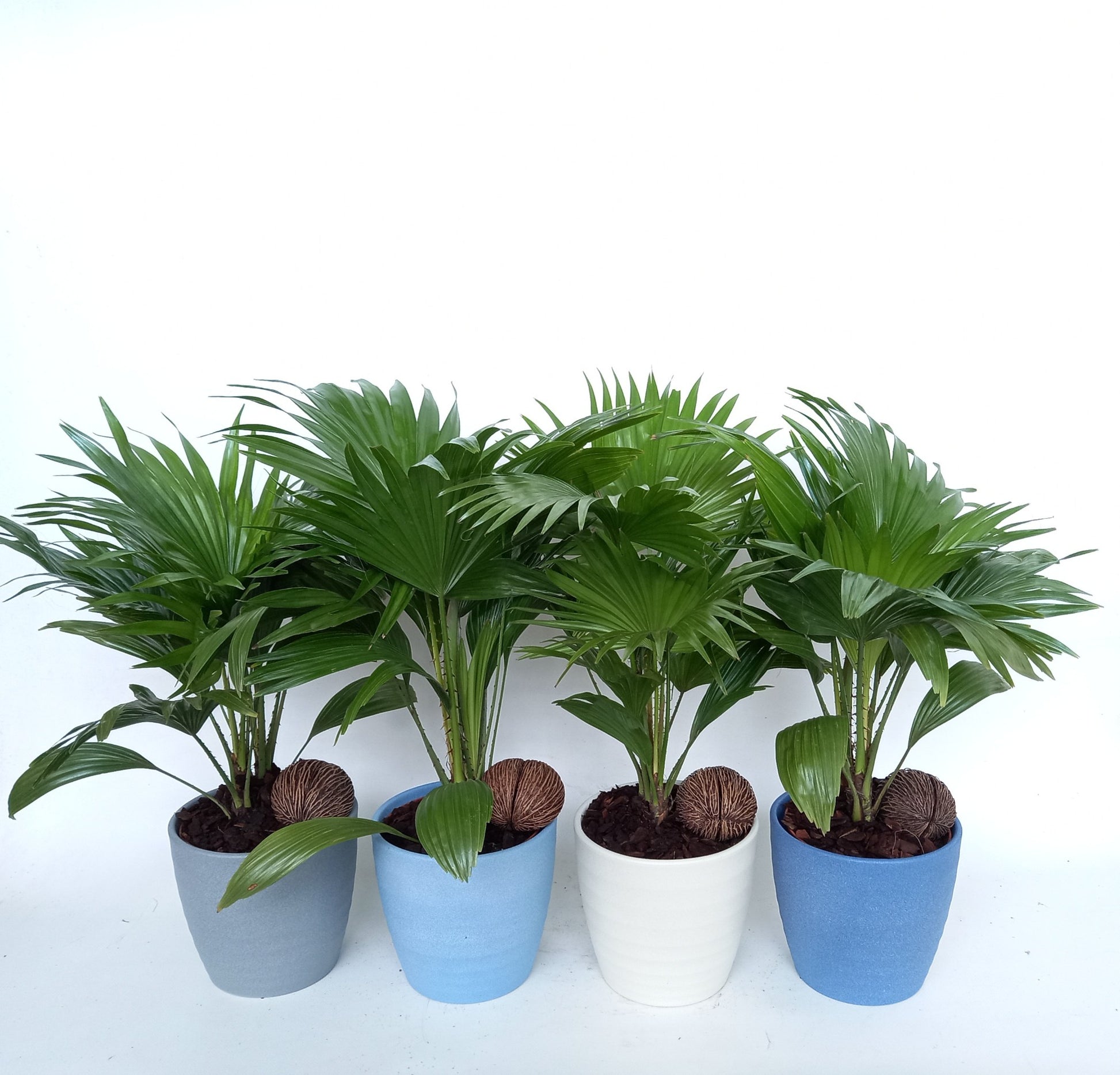Livistona rotundifolia 50cm 515cm Pot