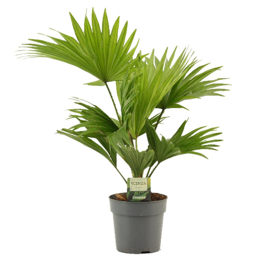 Livistona rotundifolia 40cm 12cm Pot