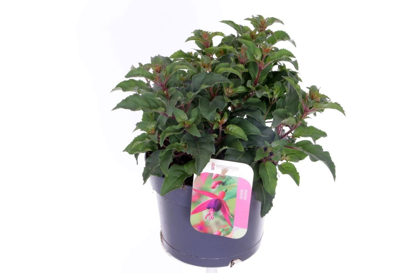 Fuchsia Beacon 30cm 17cm Pot