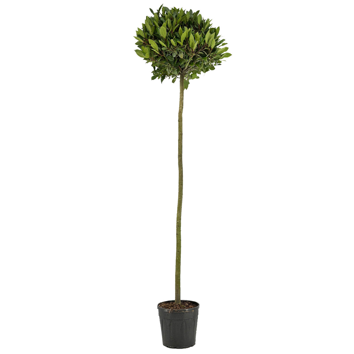 Laurus nobilis 190cm 25cm Pot