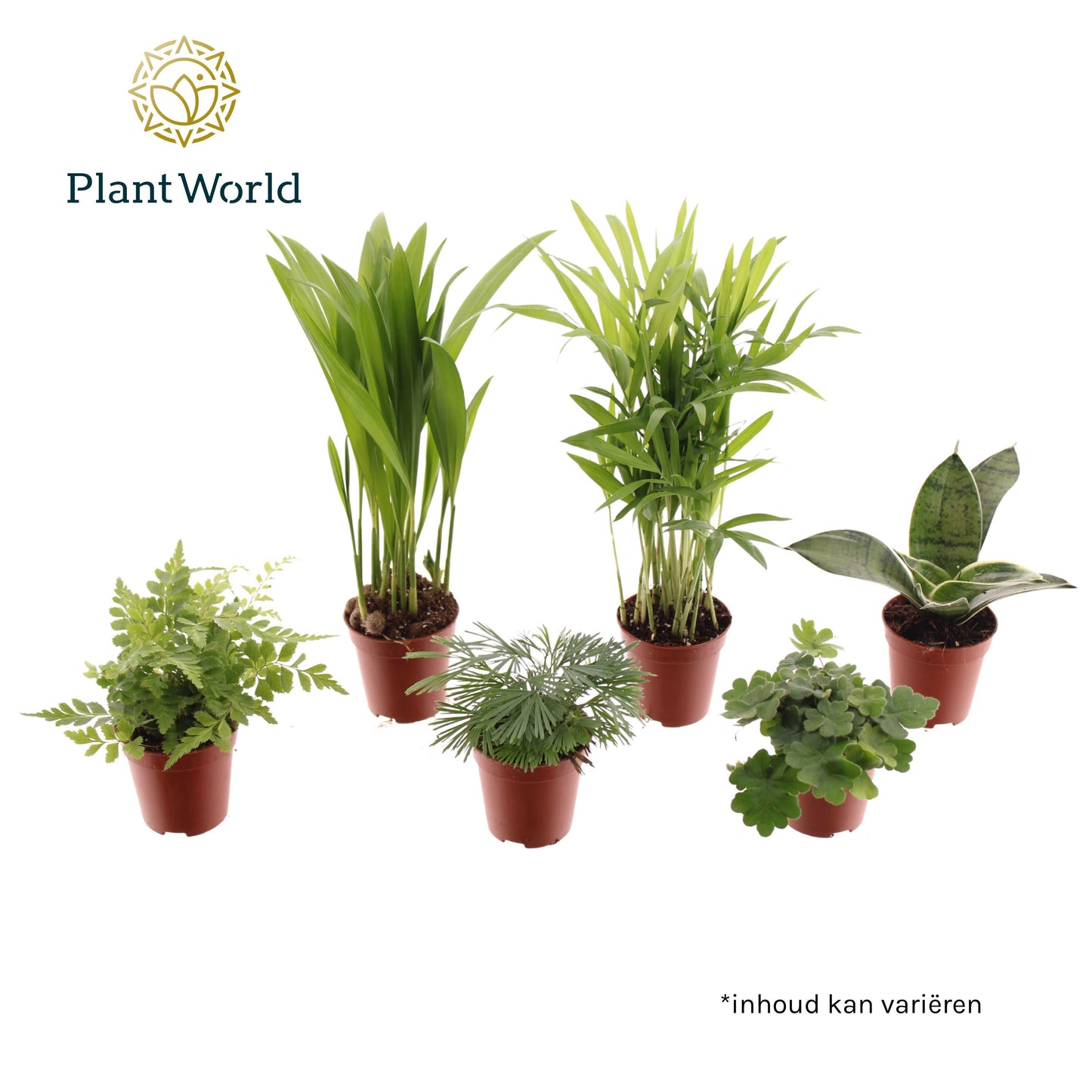 Foliage houseplants mix 25cm 505cm Pot