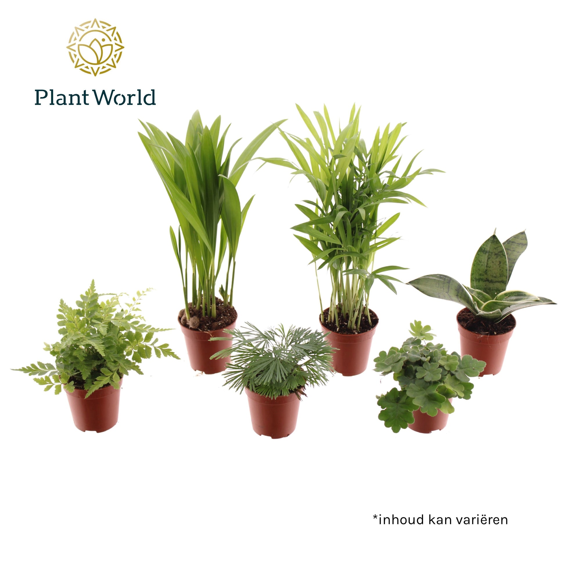 Foliage houseplants mix 25cm 505cm Pot