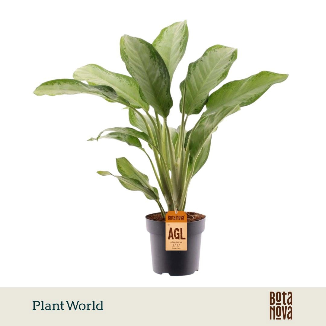 Plantworld Jogrow Aglaonema Cleopatra Pack of 1