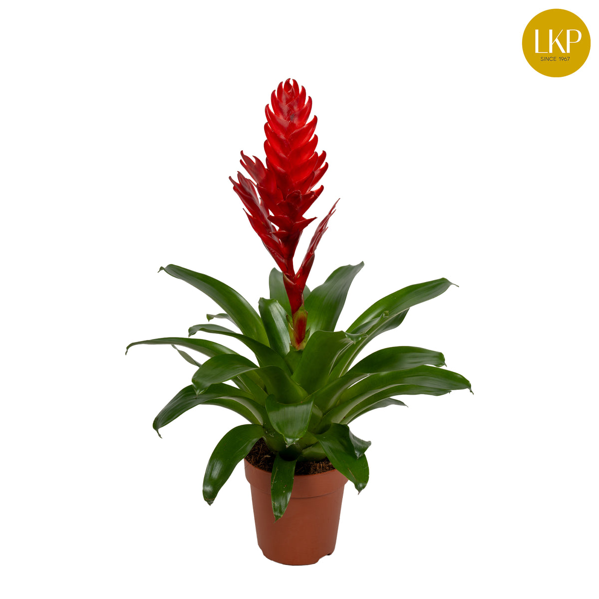 Vriesea Stream 45cm 12cm Pot