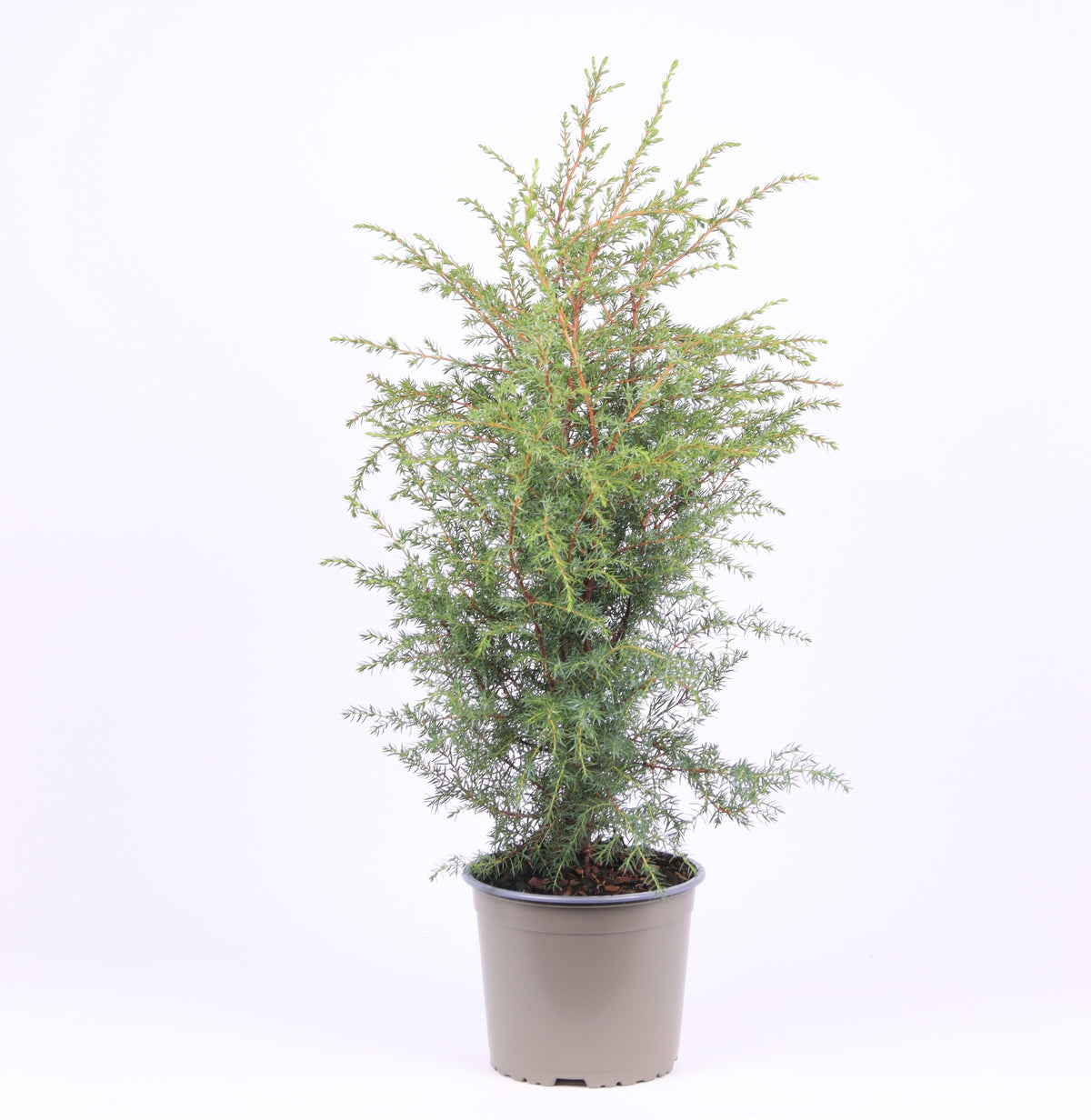 Juniperus Hibernica 55cm 17cm Pot