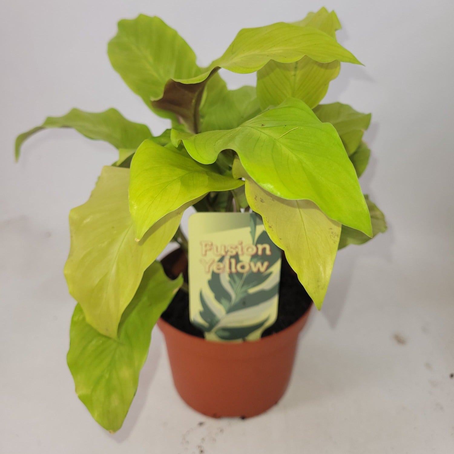 Calathea Fusion Yellow 15cm 10.5cm Pot