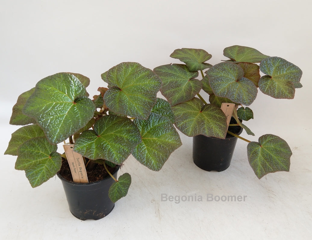 Begonia rex 45cm 14cm Pot