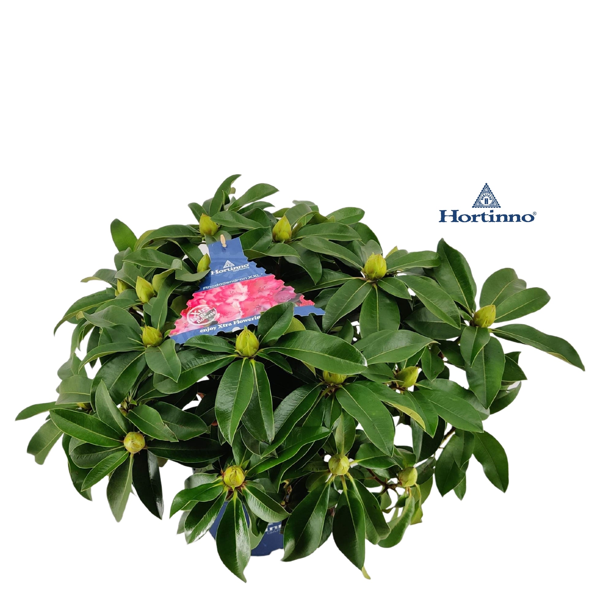Leybaert BVBA Rhododendron XXL Pack of 1