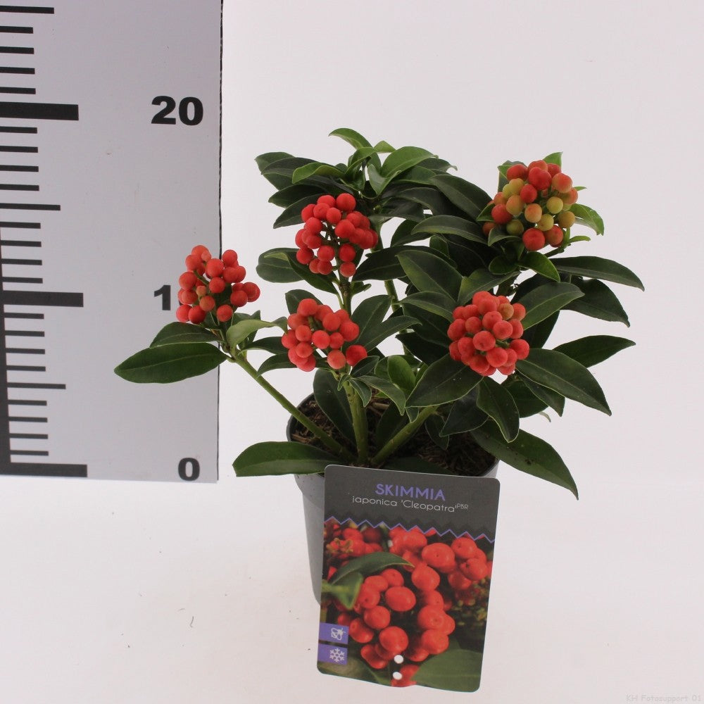 Skimmia jap. Cleopatra 25cm 10.5cm Pot