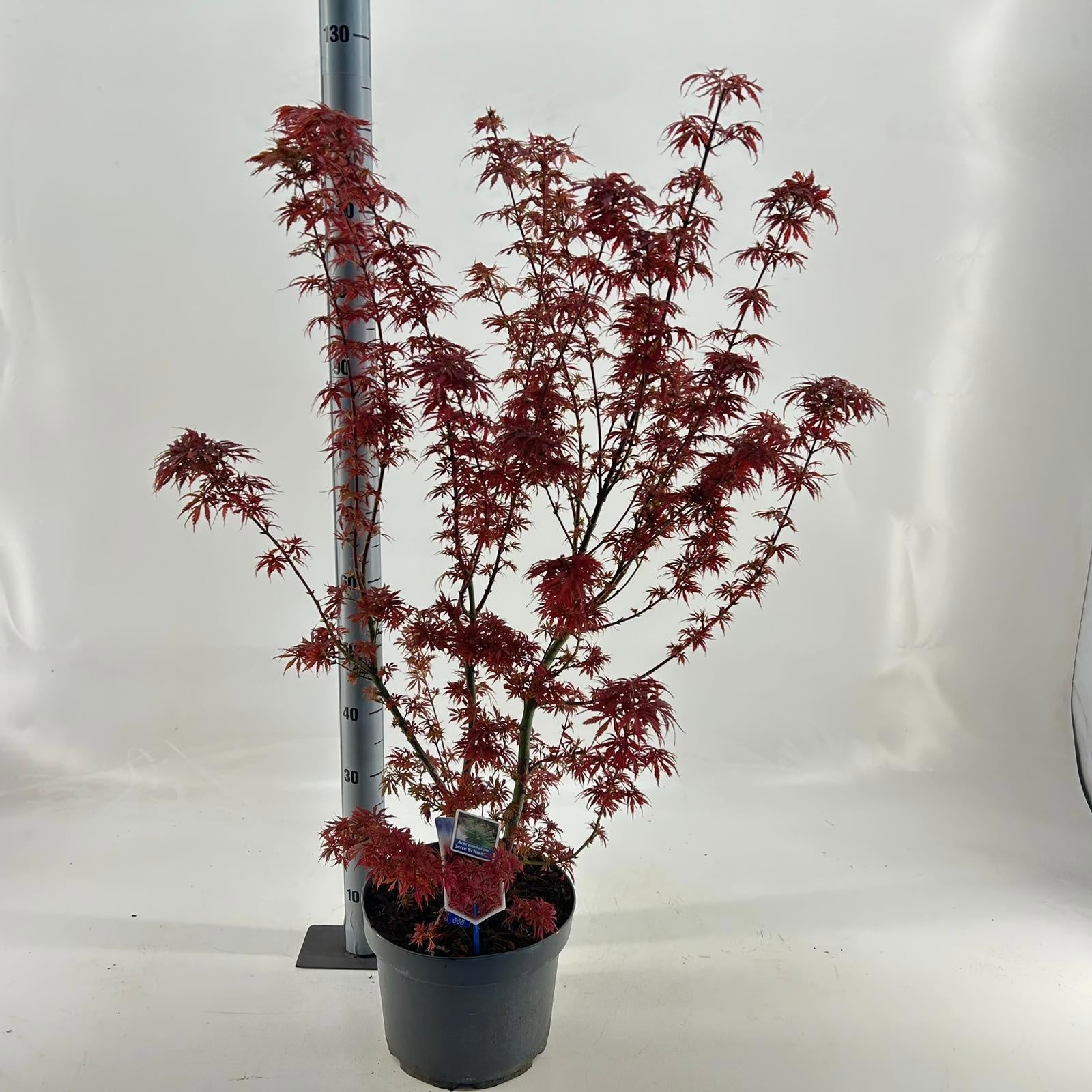 Acer Jerre Schwartz 140cm 40cm Pot
