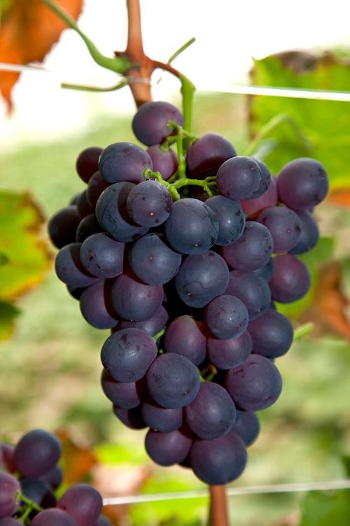 Vitis vinifera (White Grape) 65cm 15cm Pot