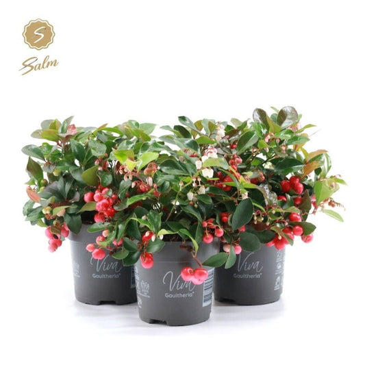 Gaultheria procumbens Big Berry 20cm 10cm Pot