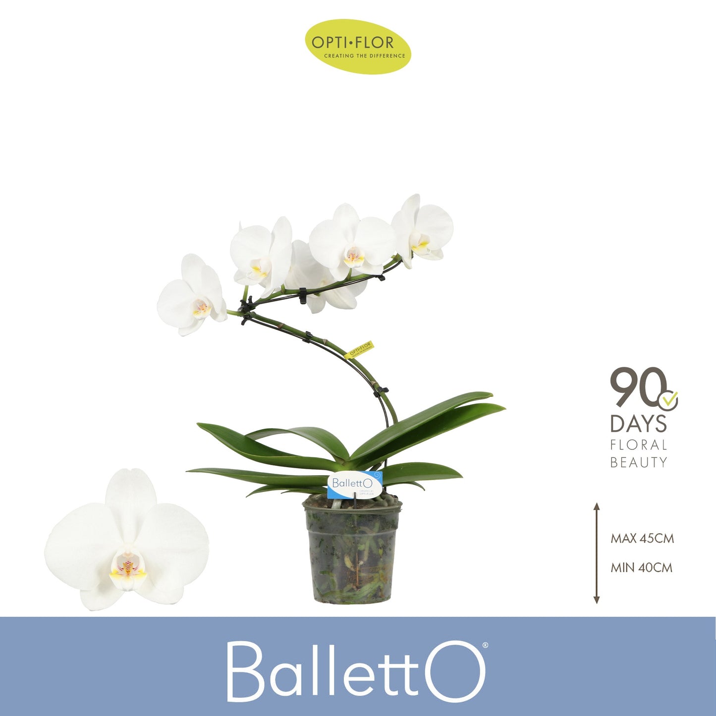 Phalaenopsis Wing Balletto 45cm 12cm Pot