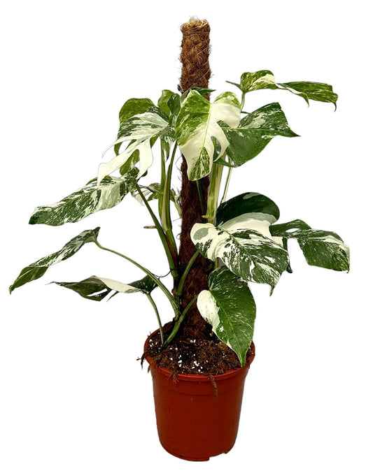 Monstera Variegated 80cm 21cm Pot