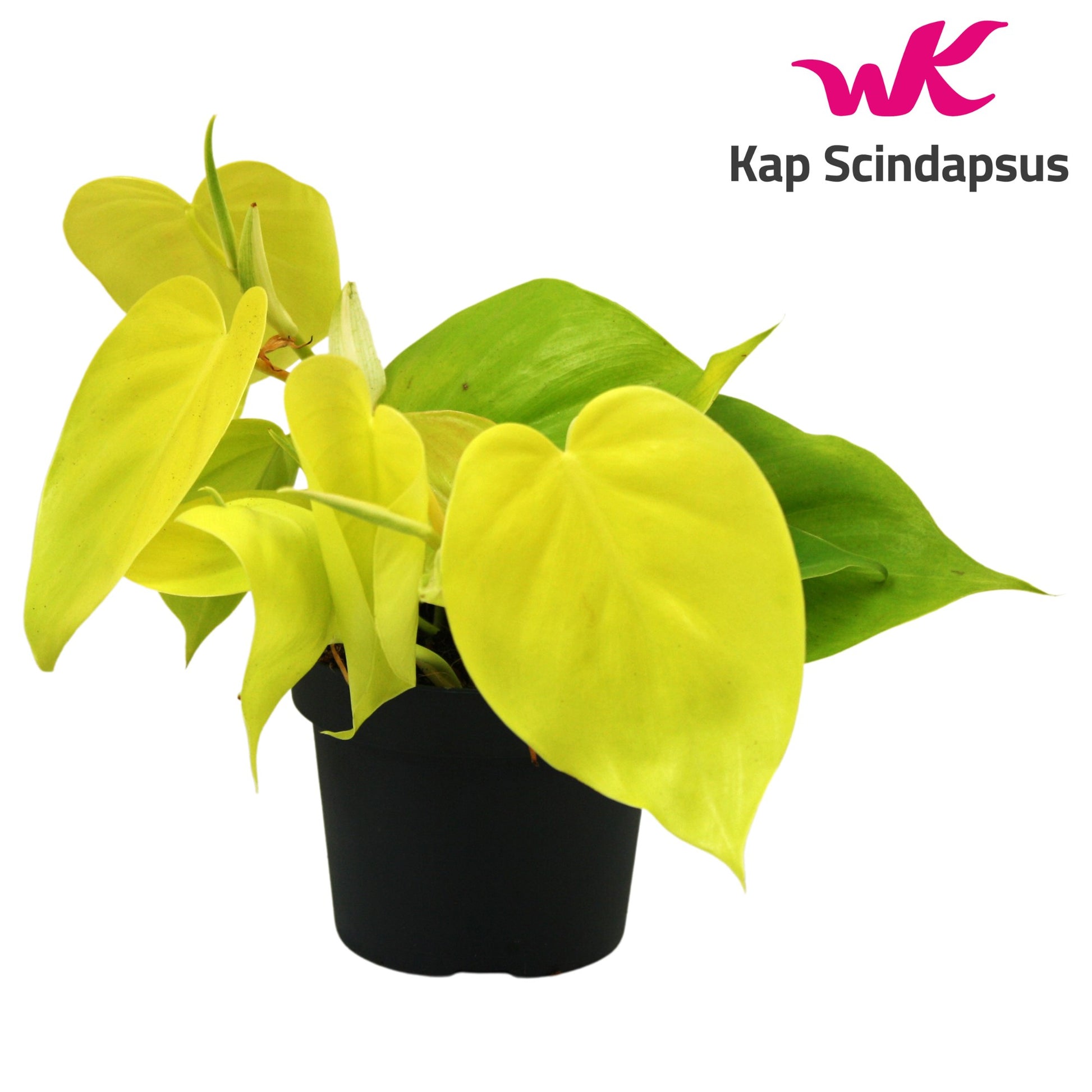 Kap Scindapsus Philodendron Lemon Lime Pack of 10