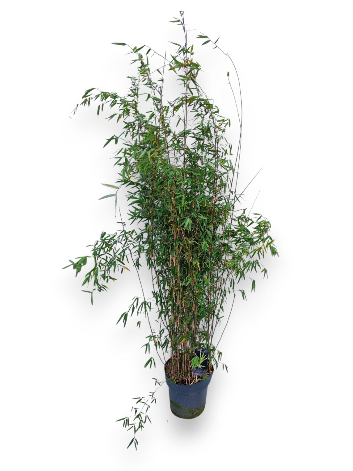 Fargesia Jiuzhaigou 1 160cm 27cm Pot