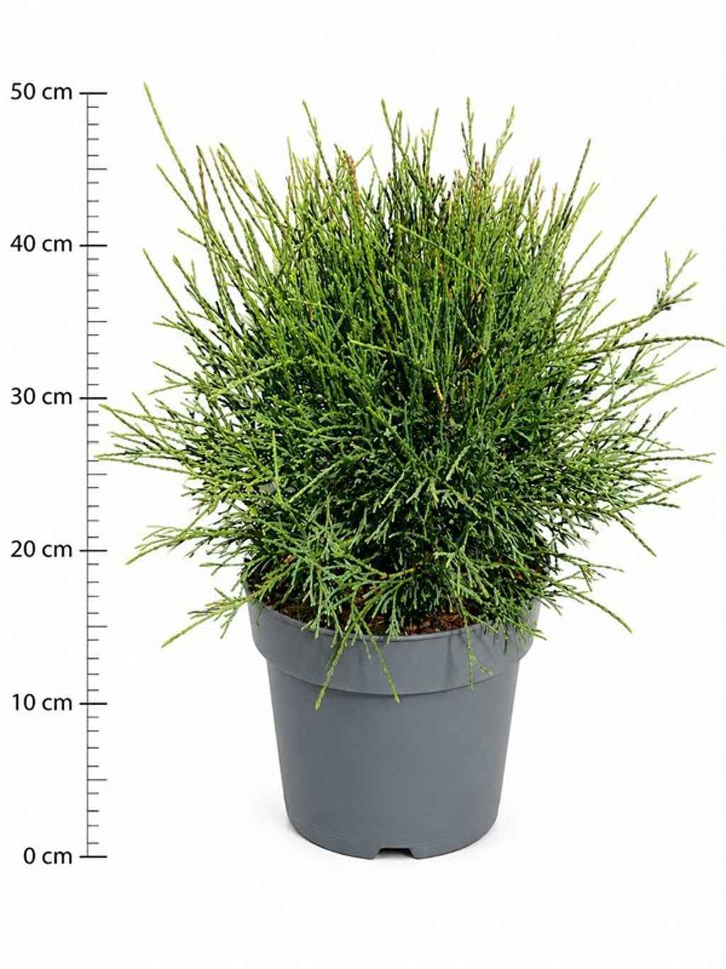 Thuja occidentalis 50cm 26cm Pot
