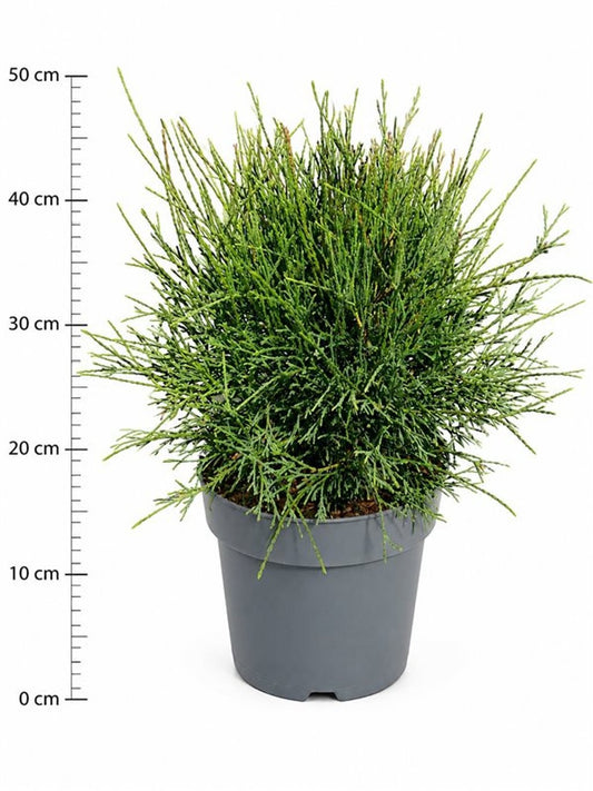 Thuja occidentalis 50cm 26cm Pot
