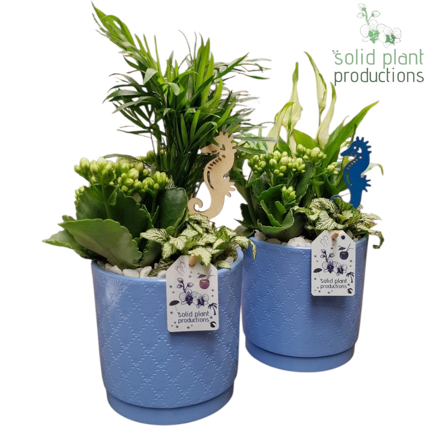 Solid Plant Productions SC001 Amy Blue Mix Pack of 6