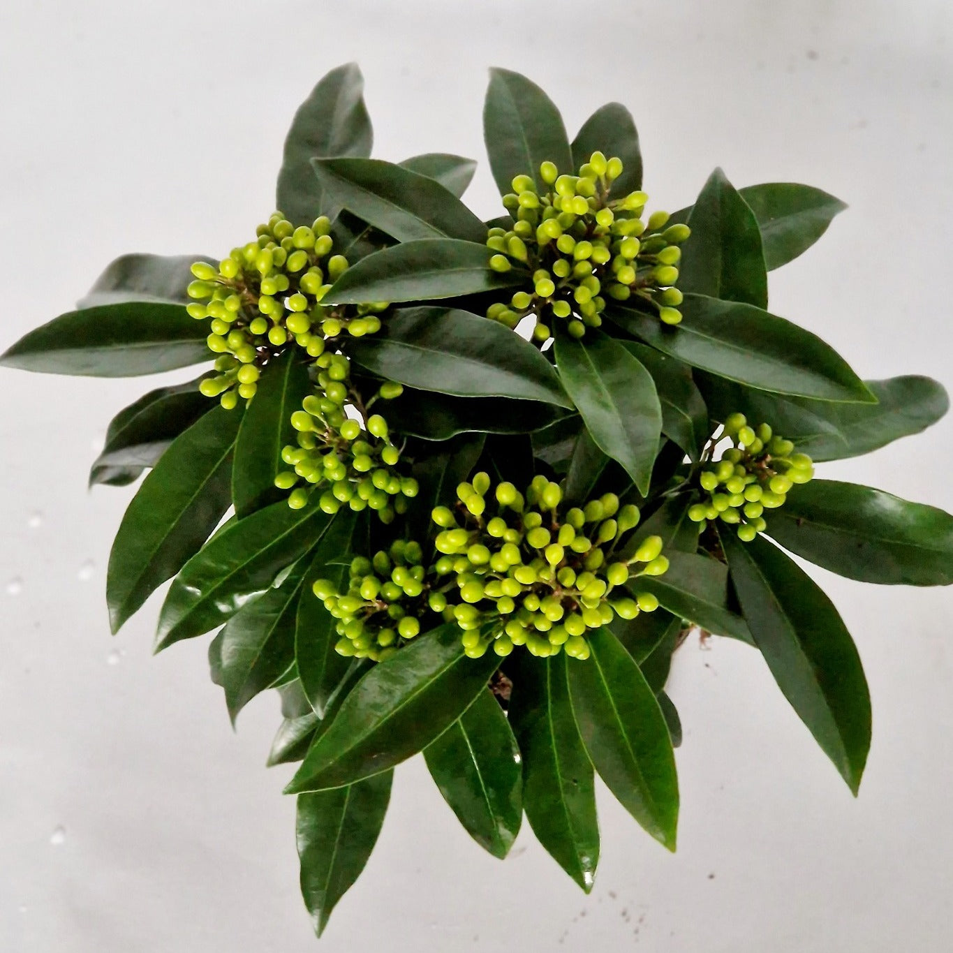 Eijk Skimmia's, Perry van Skimmia japonica Reevesiana Pack of 6