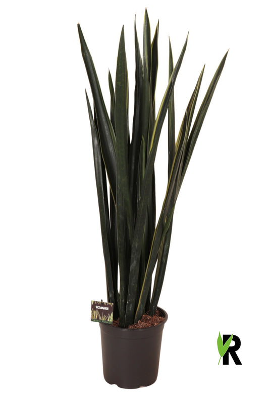 Sansevieria 110cm 24cm Pot