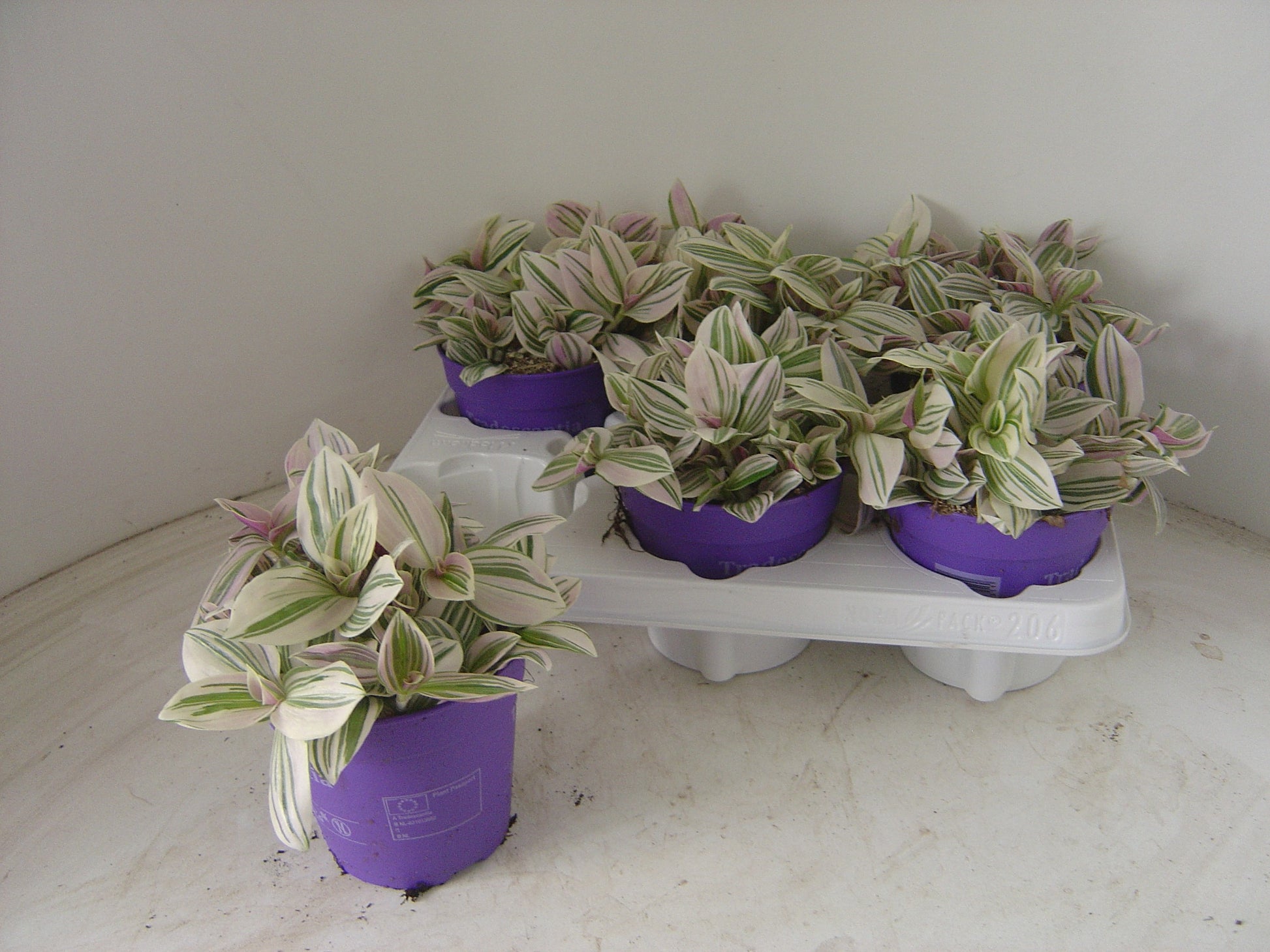 Tradescantia zebrina 12cm Pot