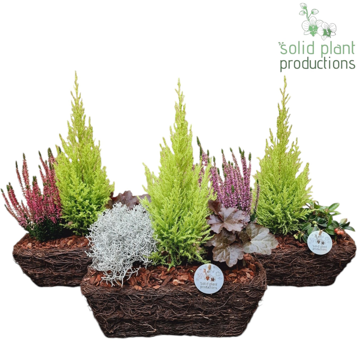 SRMC004 Salim R Medium Mix 45cm 34cm Pot