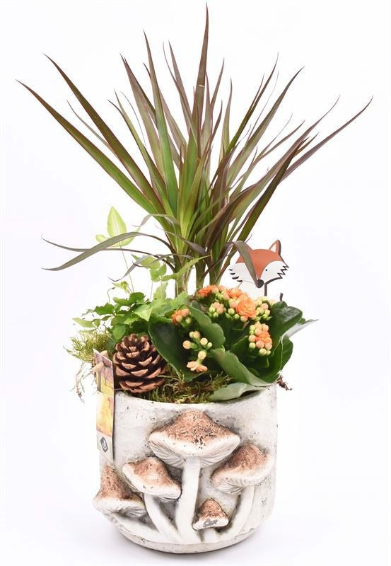 Indoor arrangement 14cm Pot