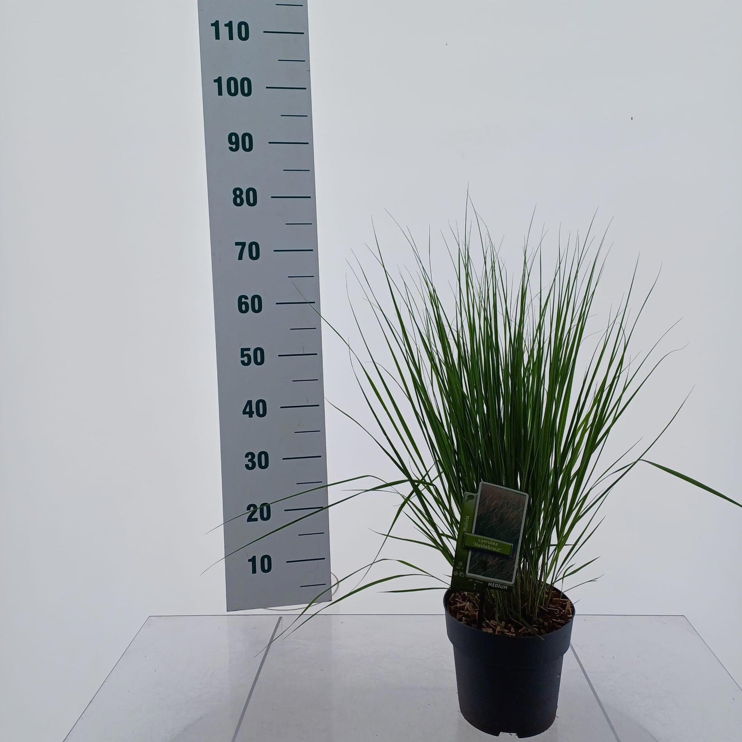 Molinia Heidebraut 70cm 19cm Pot