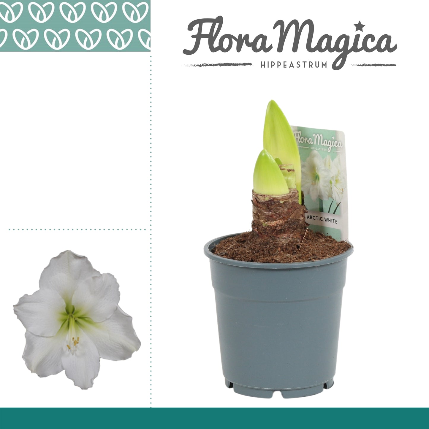 hippeastrum-white-25cm-12cm-pot