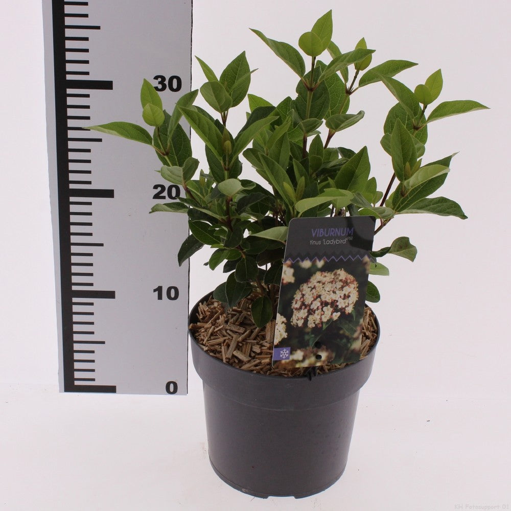 Viburnum tinus Ladybird 30cm 17cm Pot