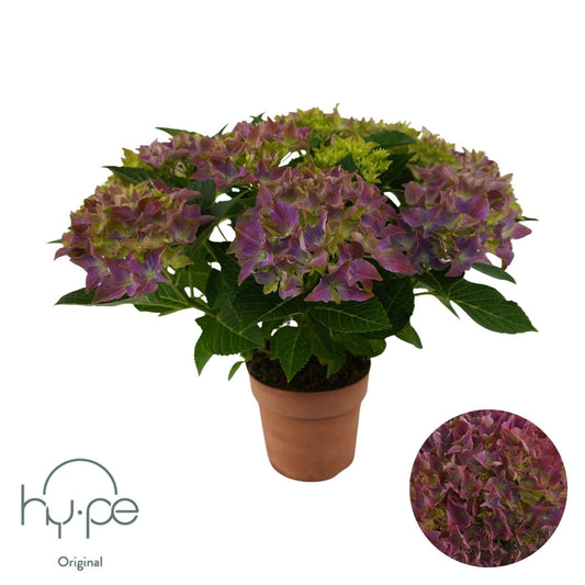Hydrangea macr. Purple Punk 40cm 14cm Pot