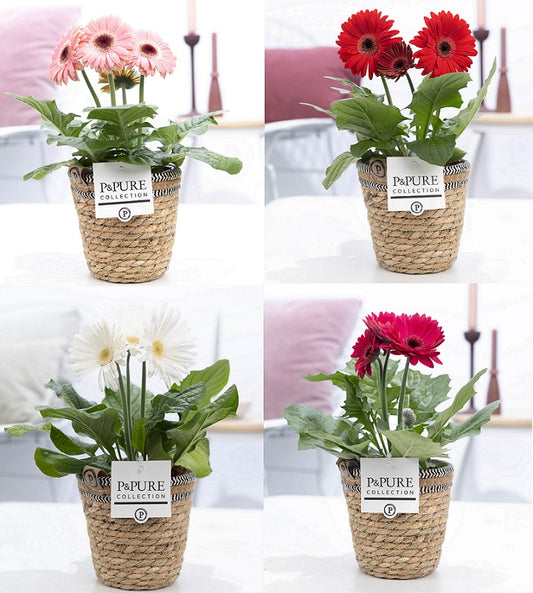 Gerbera mix 22cm 12cm Pot