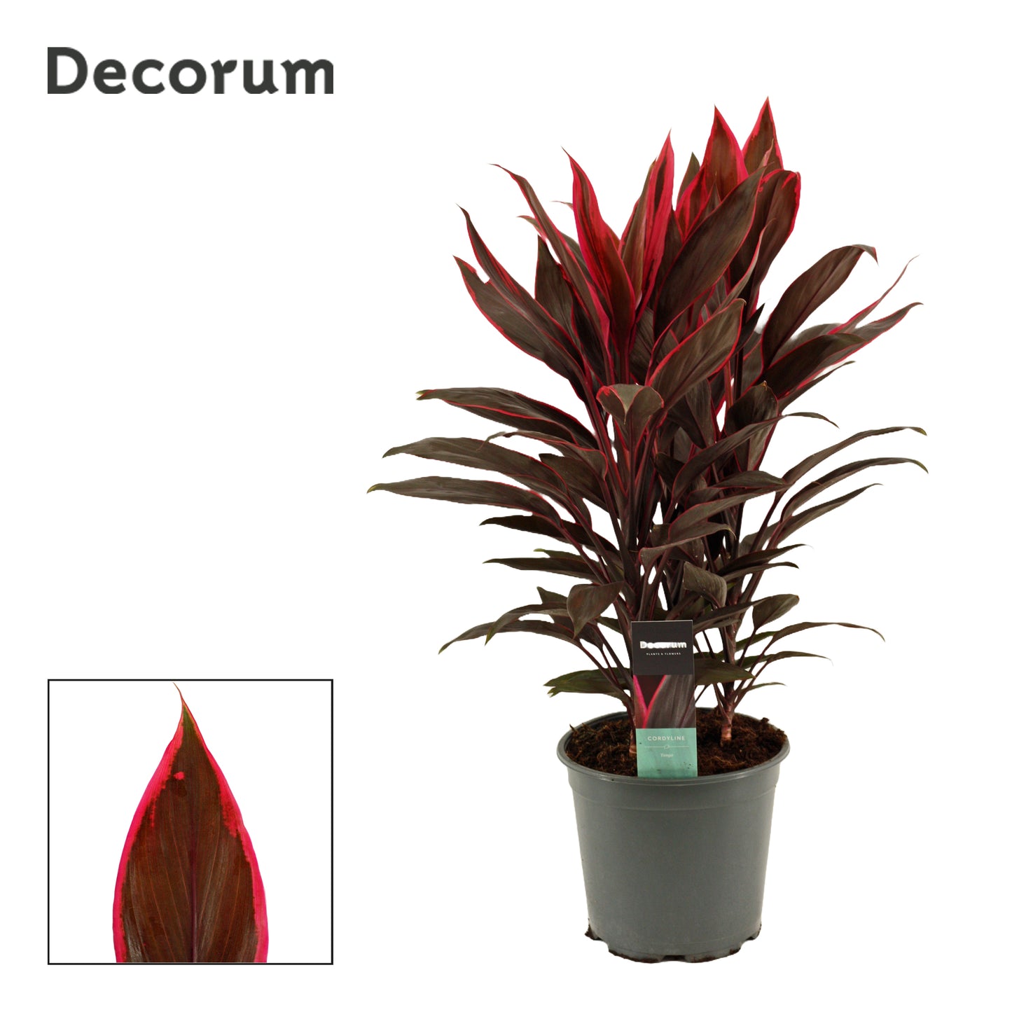Duijn-Hove BV, kwekerij Cordyline frut. Tango Pack of 3