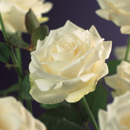 Rose Snow White 65cm 15cm Pot
