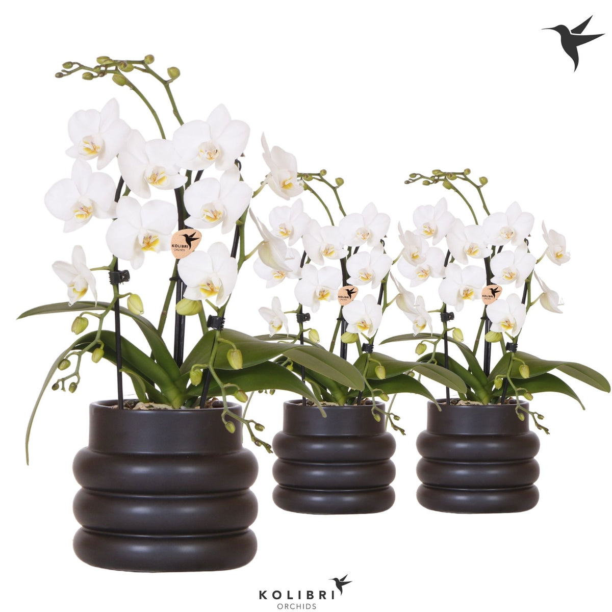 Phalaenopsis Elegant cascade 40cm 9cm Pot