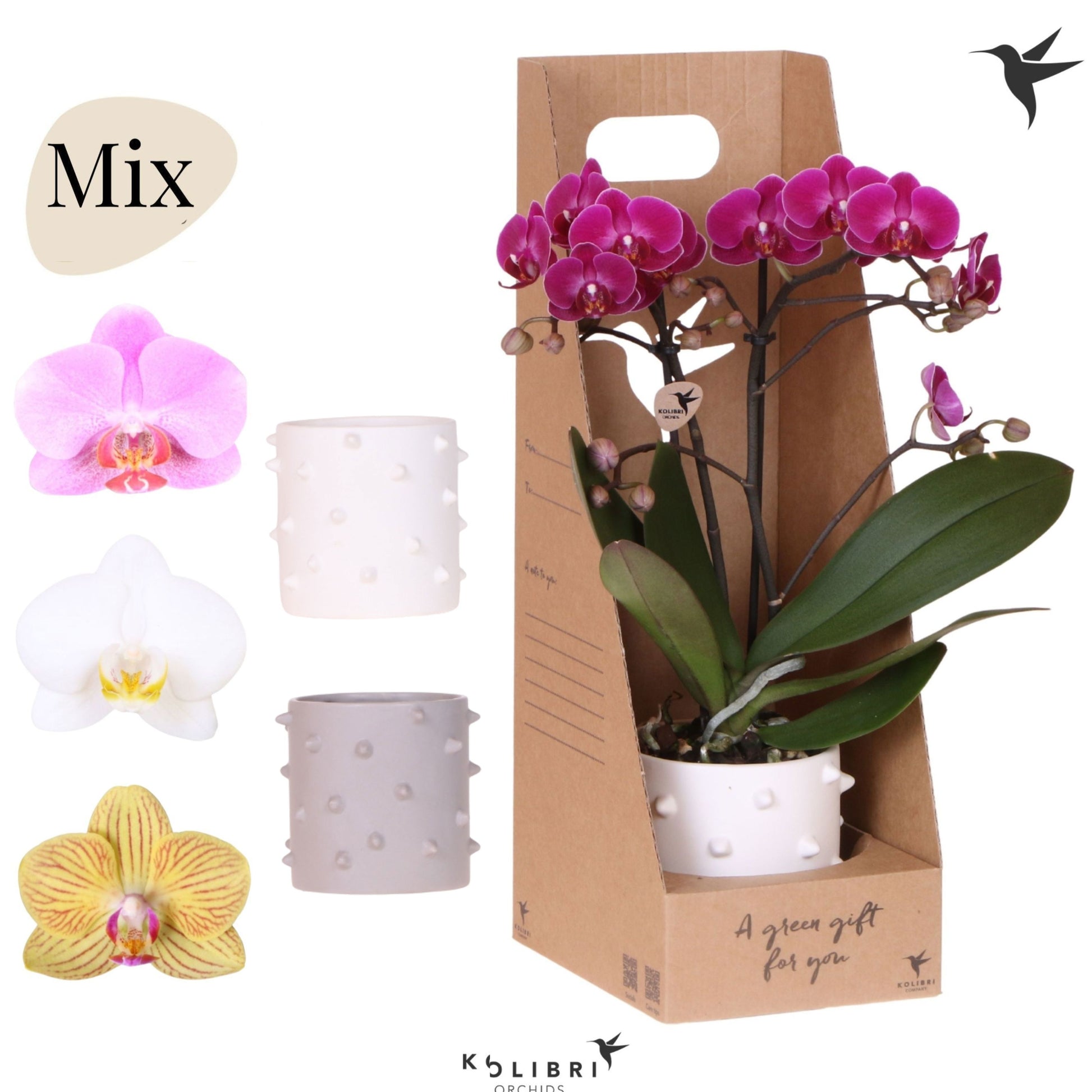 Phalaenopsis mix 40cm 9cm Pot