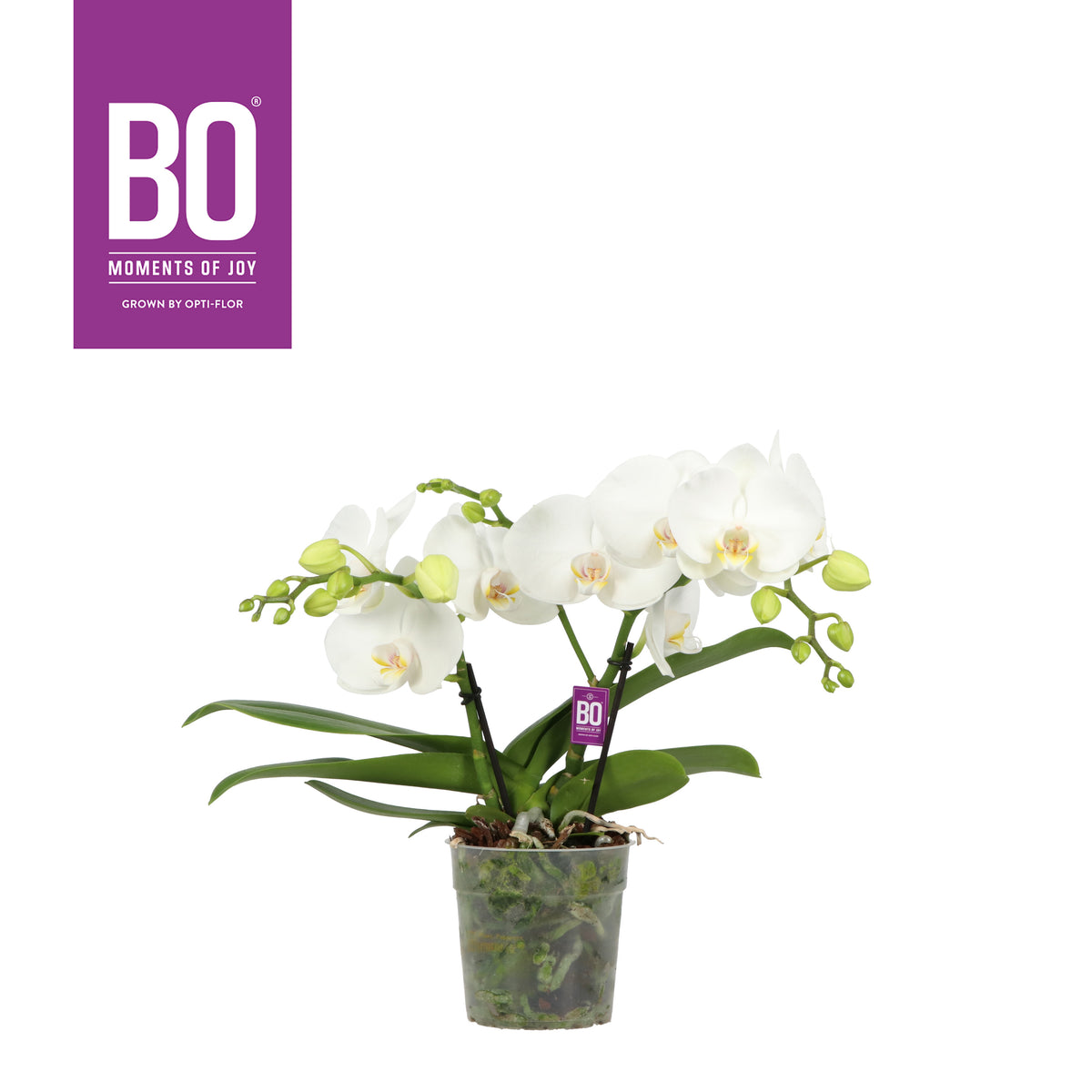 Phalaenopsis white 40cm 12cm Pot