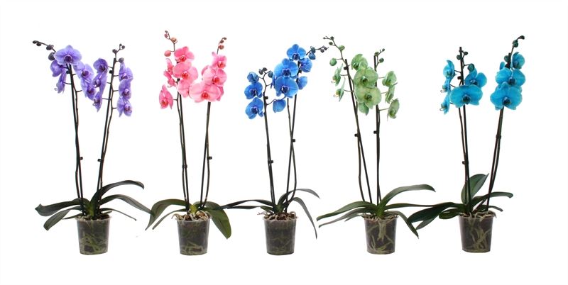 Logico Phalaenopsis arrangement Pack of 10