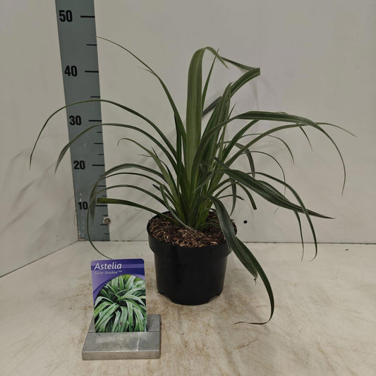 Astelia Silver Shadow 20cm 17cm Pot