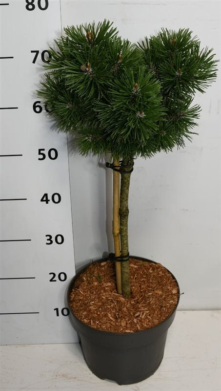 Pinus mugo Mops 80cm 26cm Pot