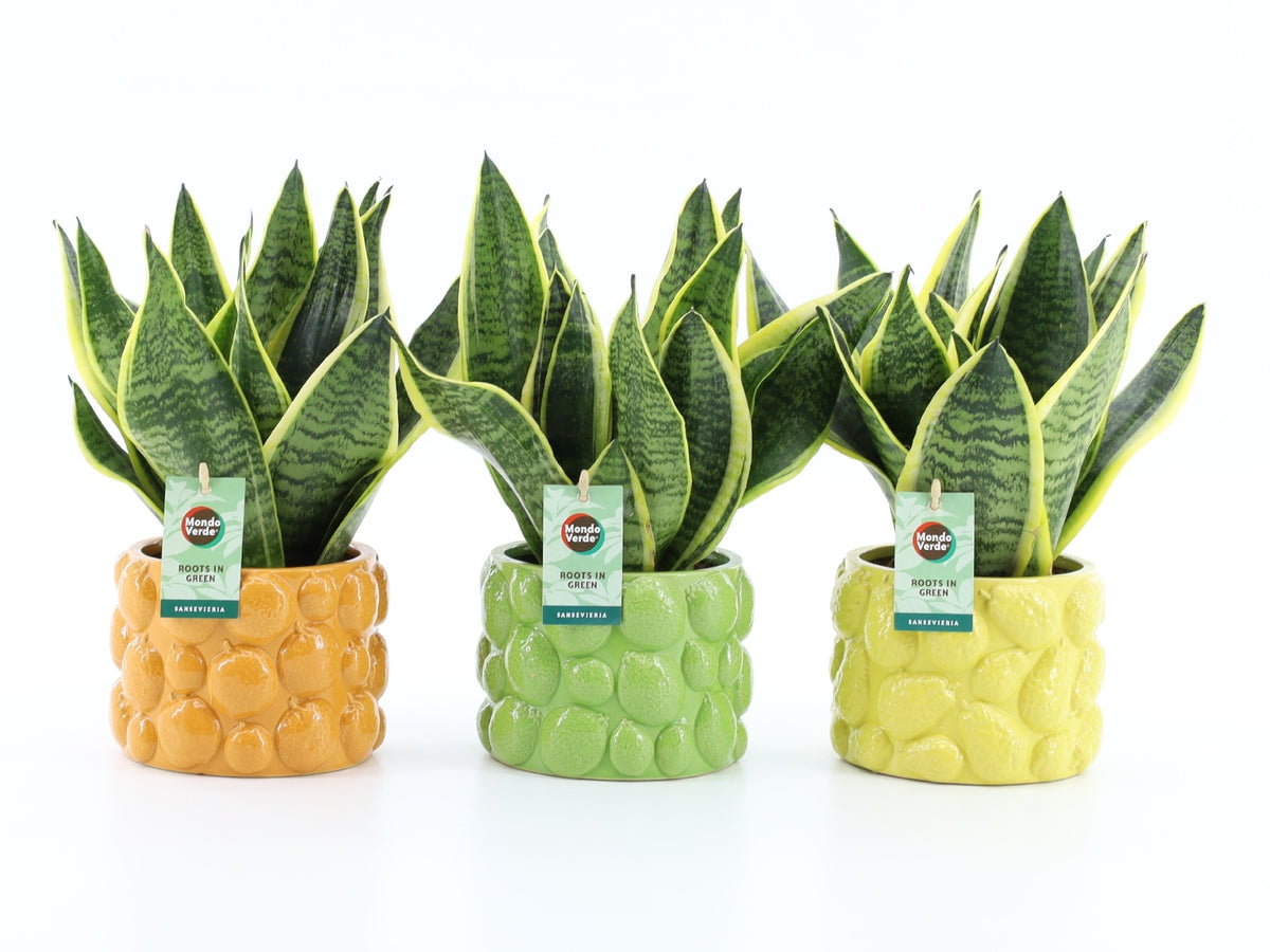 Sansevieria Futura Superba 35cm 15cm Pot