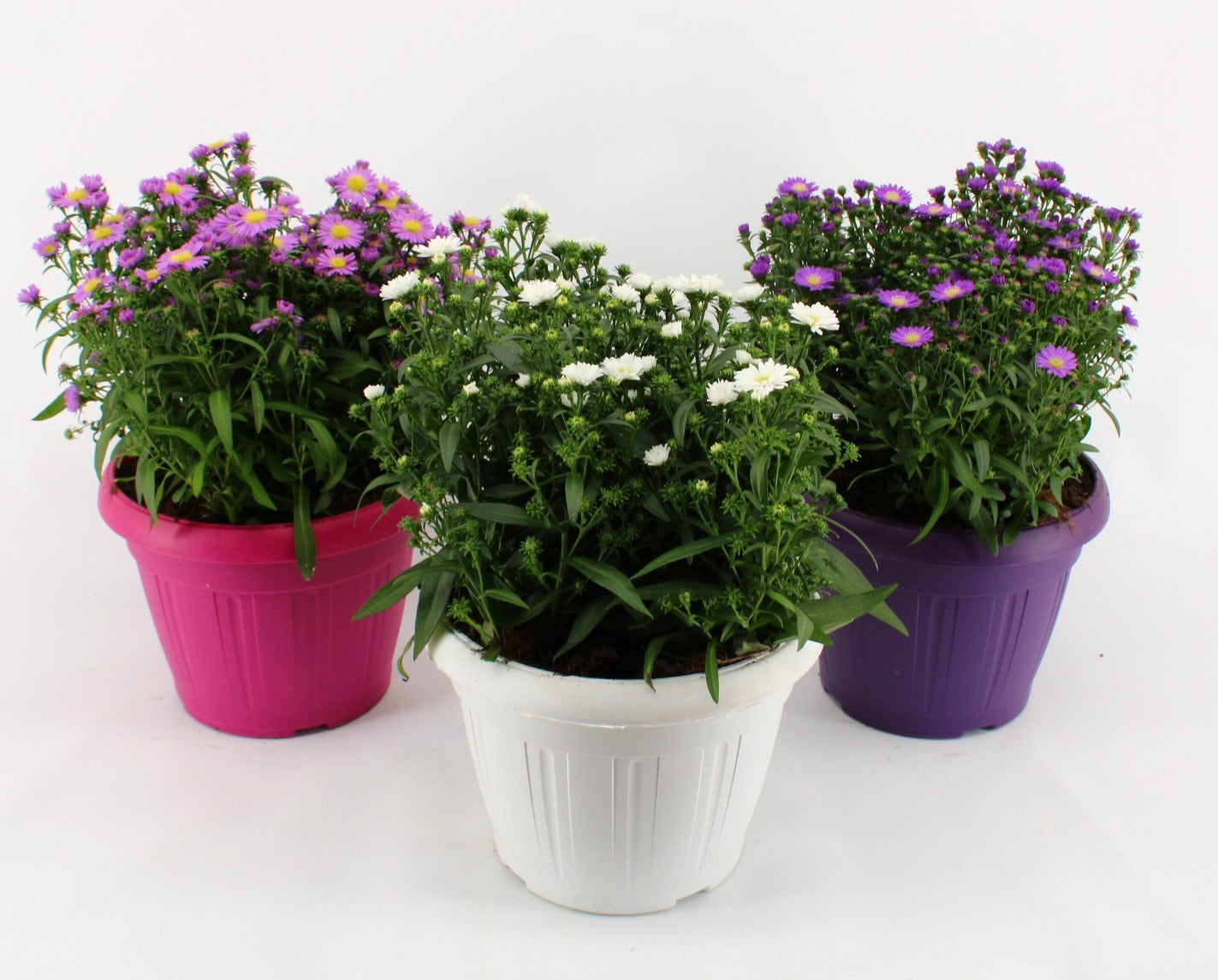 Aster Magic mix 35cm 22cm Pot