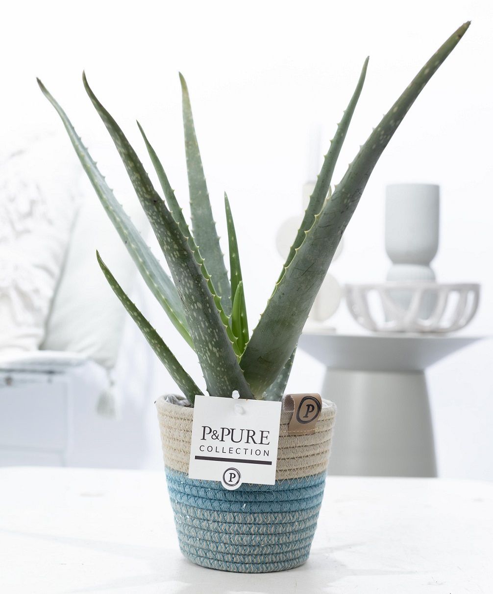 Aloe vera 40cm 12cm Pot