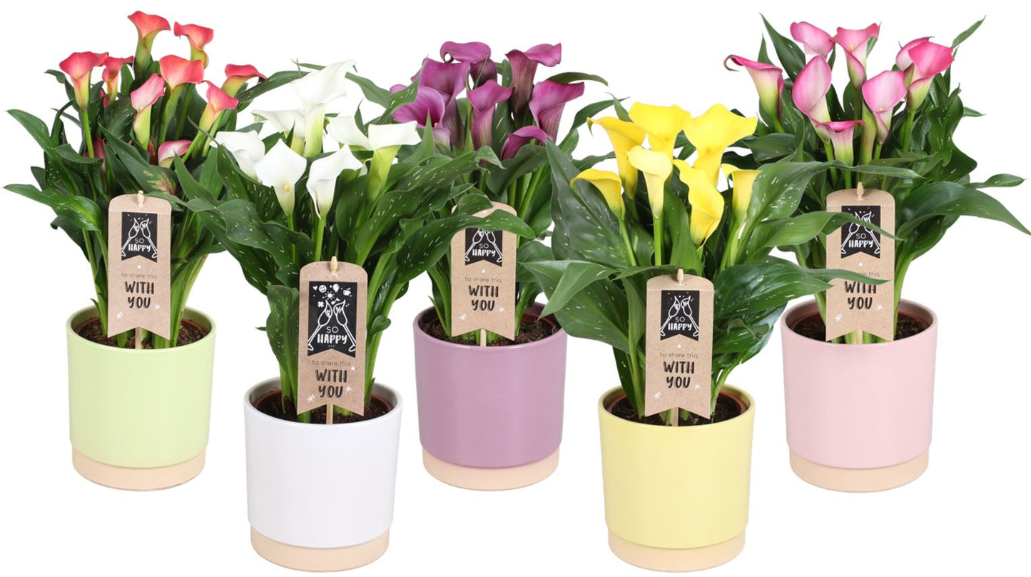 Zantedeschia mix 45cm 15cm Pot