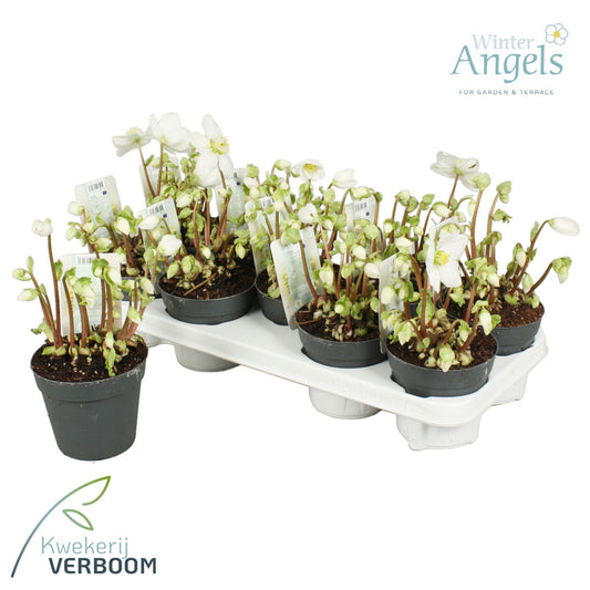 Helleborus niger Verboom Beauty 15cm 12cm Pot