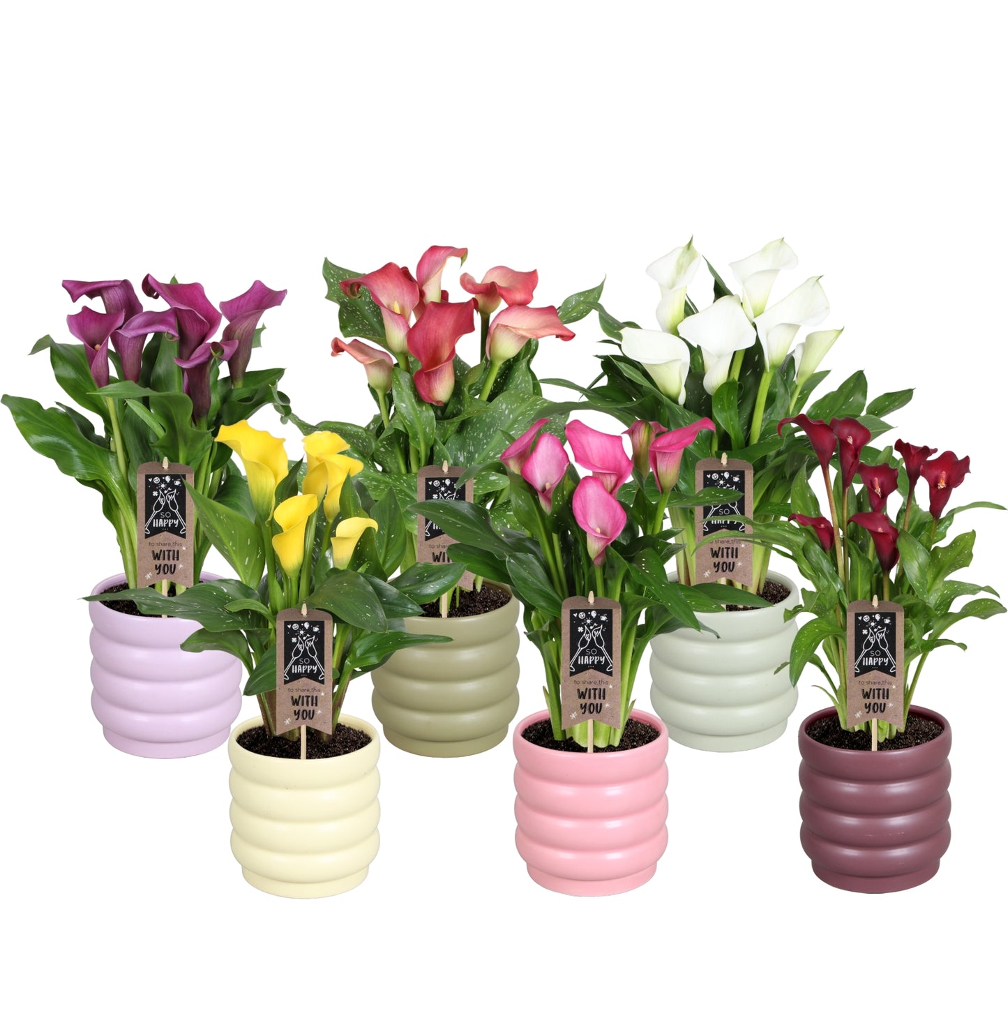 Zantedeschia mix 40cm 14cm Pot