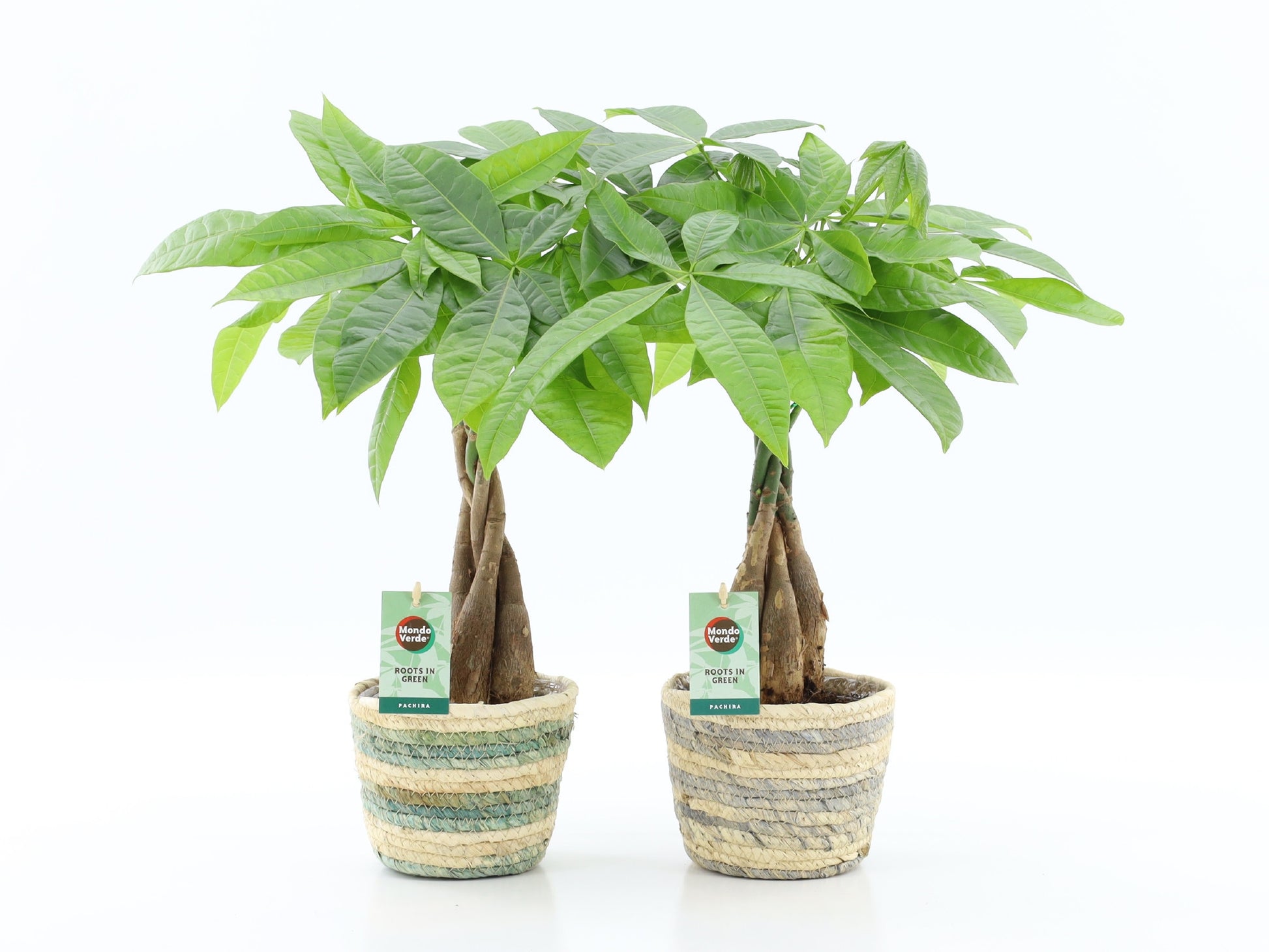 Pachira aquatica 45cm 14cm Pot